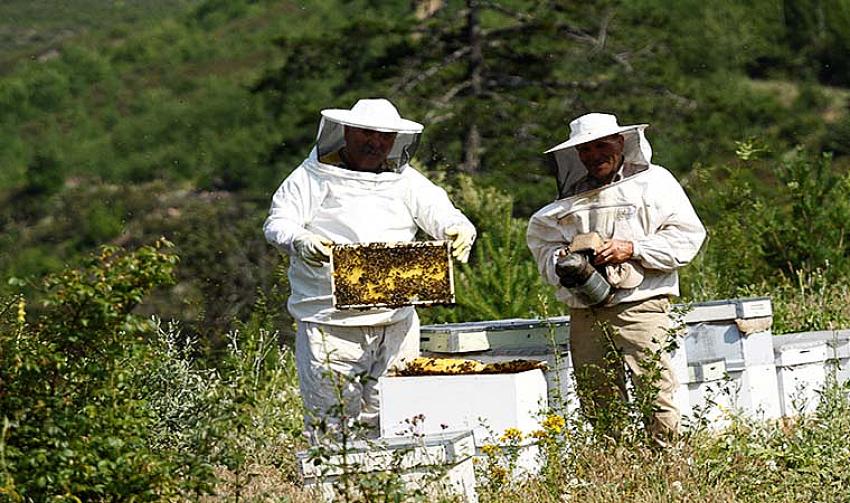 BİNGÖL’DE 1033 KİŞİ ARICILIKLA GEÇİMİNİ SAĞLIYOR