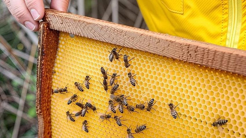 Bingöl Balı'nda Verimlilik Projesine Onay
