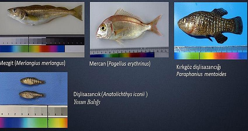 4 BALIK TÜRÜ TESCİLLENDİ