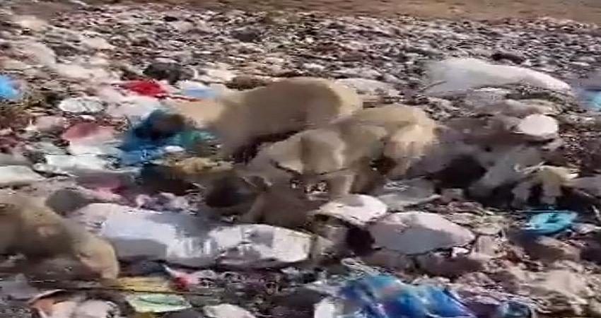 KÖPEKLERİ BAĞLAYIP ÇÖPE ATTILAR