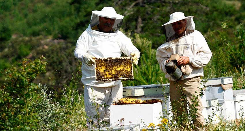 “EKONOMİK KRİZ ARICILARI DA OLUMSUZ ETKİLEDİ”