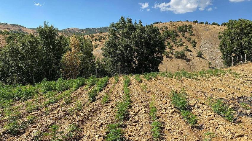 Genç'te Esrar Tarlaları Bulundu