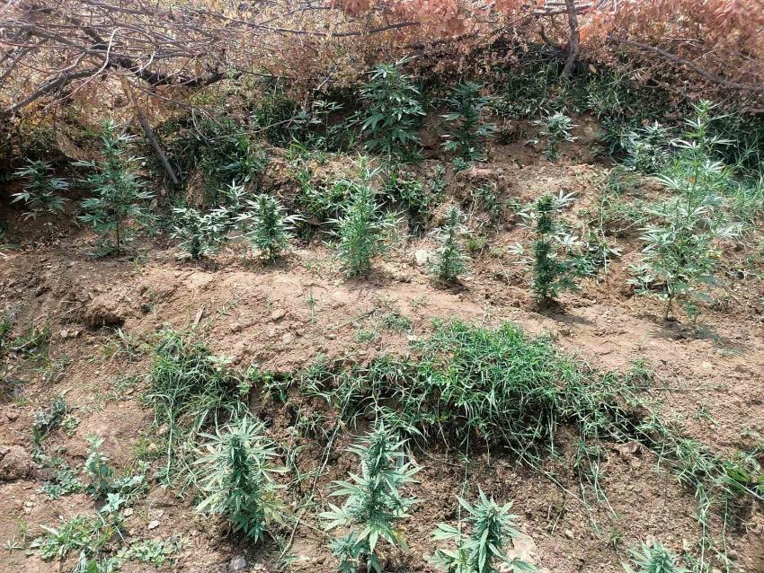 Esrar Tarlaları İmha Edildi