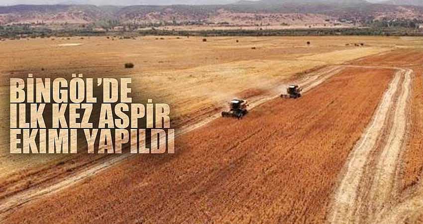 BİNGÖL’DE İLK KEZ ASPİR EKİMİ YAPILDI