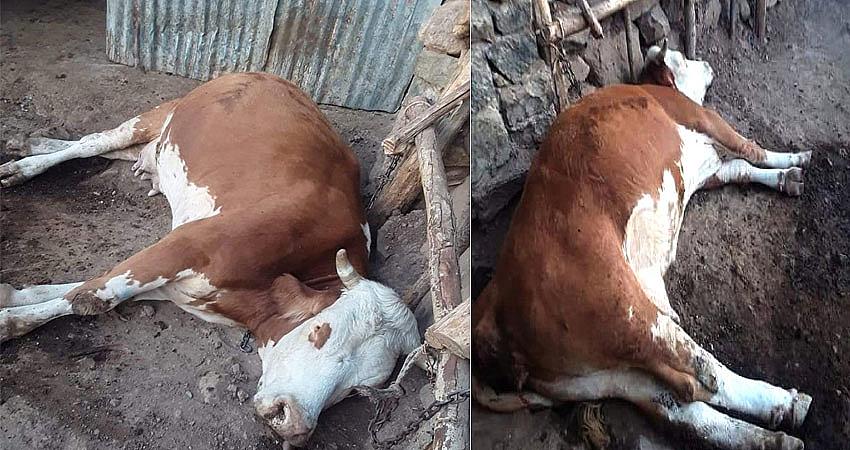 KİĞI’DA ŞÜPHELİ İNEK ÖLÜMLERİ