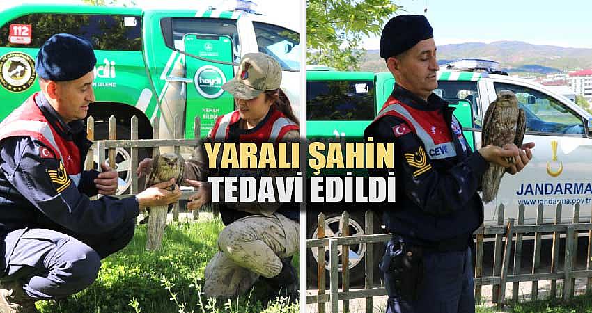 YARALI HALDE BULUNAN ŞAHİN TEDAVİ EDİLDİ