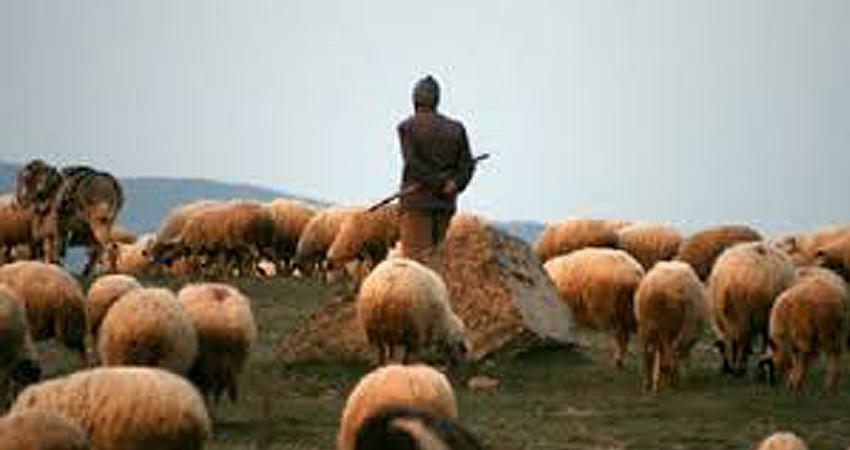 ÇOBANLIK KURSU DÜZENLENECEK