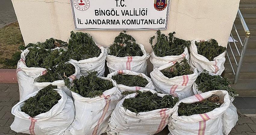 UYUŞTURUCU TARLALARI İMHA EDİLDİ