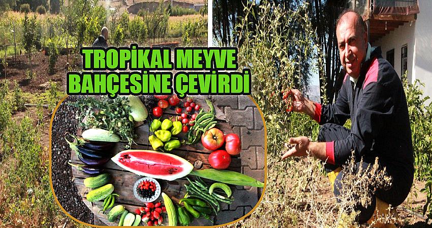 ÇORAK ARAZİYİ TROPİKAL MEYVE BAHÇESİNE ÇEVİRDİ